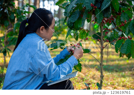 Harvest coffee bean ripe Red berries typing laptop computer check quality control plant coffee tree. Smart farmer using laptop in green coffee farm sustainable quality control agriculture technology 123619761