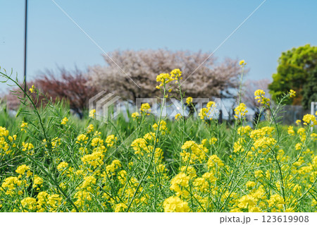 足立区農業公園でチューリップを撮る 123619908