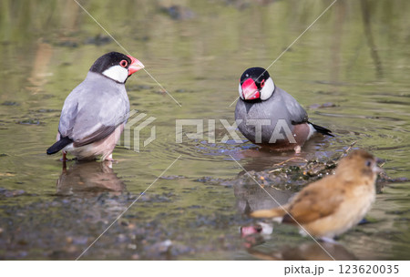 Java sparrow on the ground animal portrait. Java sparrow on the ground animal portrait. 123620035