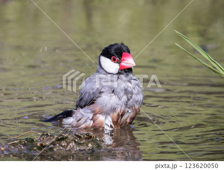 Java sparrow on the ground animal portrait. 123620050