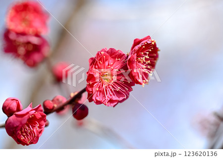 紅梅 紅梅 123620136