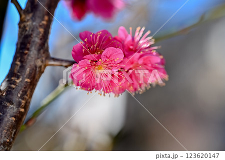 紅梅 紅梅 123620147