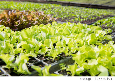 Smart farming techniques hydroponic salad vegetables red oak green lettuce ensuring fresh sustainable produce fresh produce sustainable agriculture promotes healthy eating support local community. 123620194