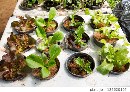Smart farming techniques hydroponic salad vegetables red oak green lettuce ensuring fresh sustainable produce fresh produce sustainable agriculture promotes healthy eating support local community. 123620195