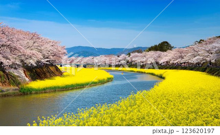 菜の花と桜のある風景 123620197