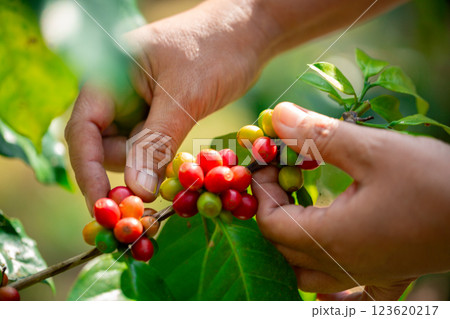 Close up hand harvest red ripe coffee seed robusta arabica berry harvesting coffee farm. Hand people harvest coffee bean ripe Red berries plant fresh seed coffee tree growth in green eco organic farm Close up hand harvest red ripe coffee seed robusta arabica berry harvesting coffee farm. Hand people harvest coffee bean ripe Red berries plant fresh seed coffee tree growth in green eco organic farm 123620217