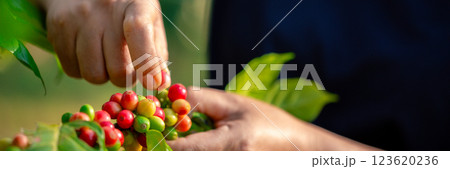 Close up hand harvest red ripe coffee seed robusta arabica berry harvesting coffee farm. Hand people harvest coffee bean ripe Red berries plant fresh seed coffee tree growth in green eco organic farm 123620236