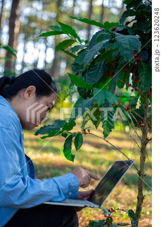 Harvest coffee bean ripe Red berries typing laptop computer check quality control plant coffee tree. Smart farmer using laptop in green coffee farm sustainable quality control agriculture technology Harvest coffee bean ripe Red berries typing laptop computer check quality control plant coffee tree. Smart farmer using laptop in green coffee farm sustainable quality control agriculture technology 123620248