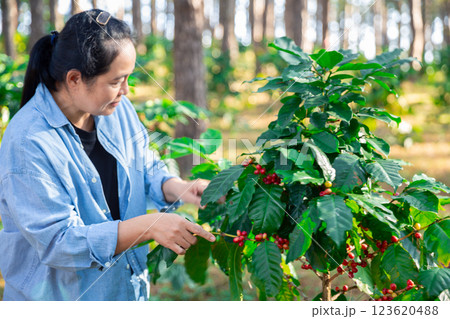 Harvest coffee bean ripe Red berries typing laptop computer check quality control plant coffee tree. Smart farmer using laptop in green coffee farm sustainable quality control agriculture technology 123620488