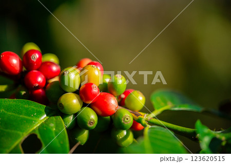 Close up harvest red ripe coffee seed robusta arabica berry harvesting coffee farm. Harvest coffee bean ripe Red berries plant fresh seed coffee tree growth in green eco organic farm green background Close up harvest red ripe coffee seed robusta arabica berry harvesting coffee farm. Harvest coffee bean ripe Red berries plant fresh seed coffee tree growth in green eco organic farm green background 123620515
