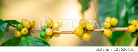Close up harvest red ripe coffee seed robusta arabica berry harvesting coffee farm. Harvest coffee bean ripe Red berries plant fresh seed coffee tree growth in green eco organic farm green background 123620516