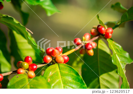 Close up harvest red ripe coffee seed robusta arabica berry harvesting coffee farm. Harvest coffee bean ripe Red berries plant fresh seed coffee tree growth in green eco organic farm green background Close up harvest red ripe coffee seed robusta arabica berry harvesting coffee farm. Harvest coffee bean ripe Red berries plant fresh seed coffee tree growth in green eco organic farm green background 123620517