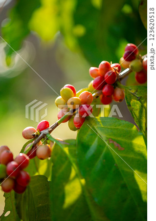 Close up harvest red ripe coffee seed robusta arabica berry harvesting coffee farm. Harvest coffee bean ripe Red berries plant fresh seed coffee tree growth in green eco organic farm green background Close up harvest red ripe coffee seed robusta arabica berry harvesting coffee farm. Harvest coffee bean ripe Red berries plant fresh seed coffee tree growth in green eco organic farm green background 123620518