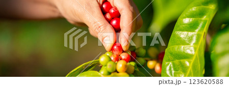 Close up hand harvest red ripe coffee seed robusta arabica berry harvesting coffee farm. Hand people harvest coffee bean ripe Red berries plant fresh seed coffee tree growth in green eco organic farm Close up hand harvest red ripe coffee seed robusta arabica berry harvesting coffee farm. Hand people harvest coffee bean ripe Red berries plant fresh seed coffee tree growth in green eco organic farm 123620588
