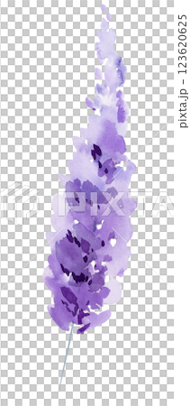 Watercolor lavender flowers isolated illustration. Purple floral element for summer wedding 123620625