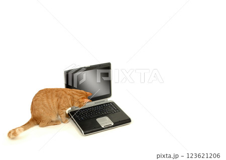 Cat lokking at the keyboard 123621206