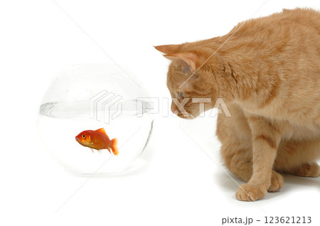 Cat and goldfish Cat and goldfish 123621213