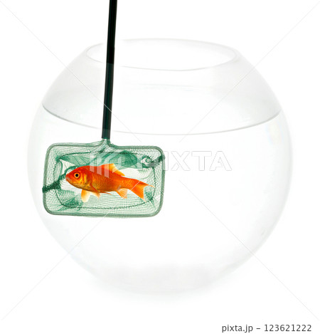 Goldfish in fishingnet Goldfish in fishingnet 123621222