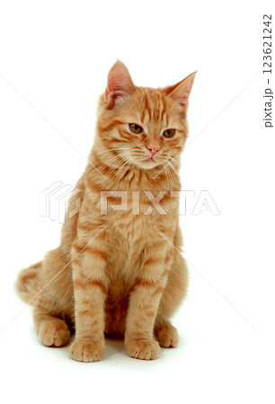 Kitten isolated on white Kitten isolated on white 123621242