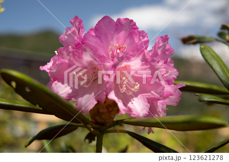 春の青空に映える王子バラ園のシャクナゲ 春の青空に映える王子バラ園のシャクナゲ 123621278