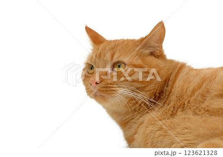 Resting cat Resting cat 123621328