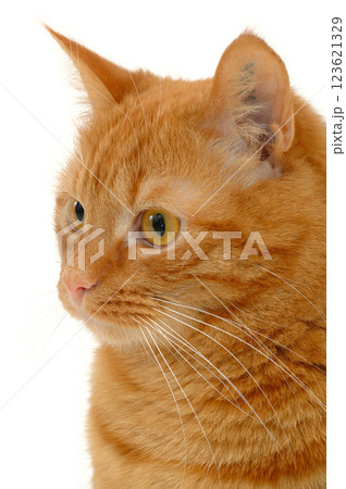 Cat on white background 123621329