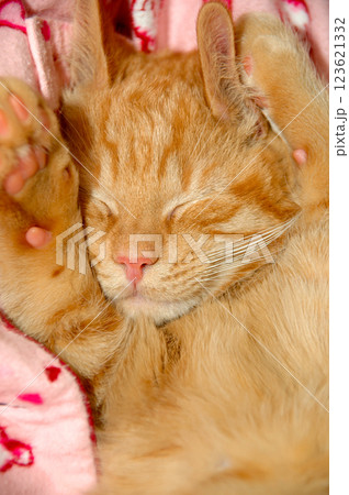 sleepy sweet kitten sleepy sweet kitten 123621332