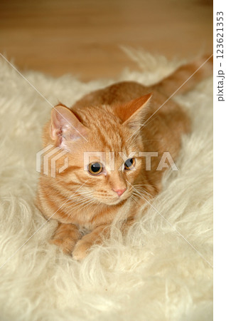 Kitten is resting 123621353