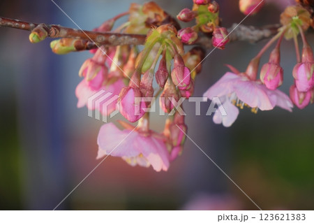 春の陽光に輝く桜のつぼみと花 123621383