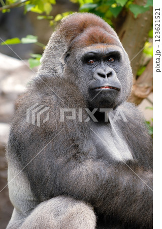 Gorilla is posing Gorilla is posing 123621521