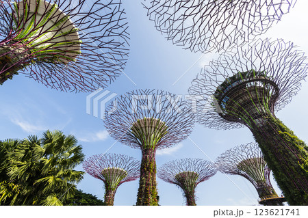 Low-angle view of the Supertree Grove at Gardens by the Bay in Singapore, there is an exhilarating light and musical show at night. 123621741