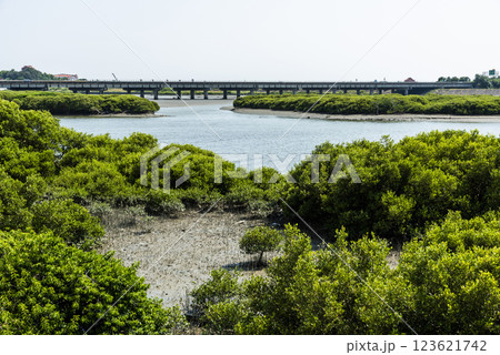 View of the Beimen Mangrove Ecological Reserve in Tainan, Taiwan. mangrove is a shrub or tree that grows mainly in coastal saline or brackish water. View of the Beimen Mangrove Ecological Reserve in Tainan, Taiwan. mangrove is a shrub or tree that grows mainly in coastal saline or brackish water. 123621742