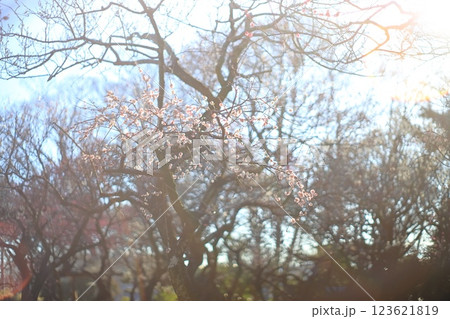 谷保天満宮梅林（東京都国立市） 123621819