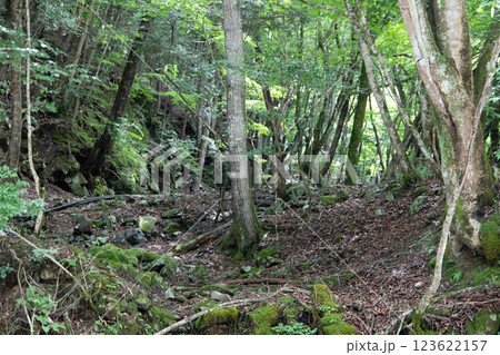 山の中の小さな滝 123622157