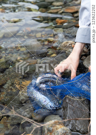 大漁の魚 大漁の魚 123622202