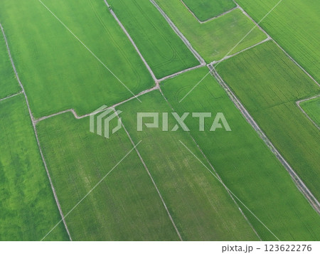 Green rice Fileds aerial top view Thailand countryside landscape 123622276