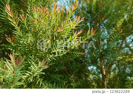 Melaleuca bracteata macro leaves small world 123622289
