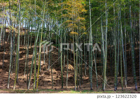 美しい竹林 123622320