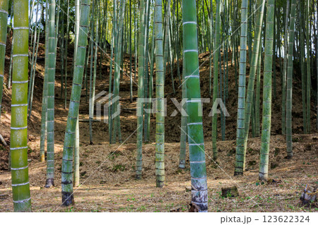 美しい竹林 123622324