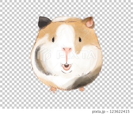 豚鼠 123622415