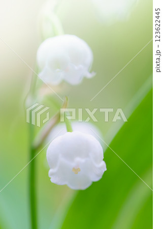 可憐な日本すずらん 123622445