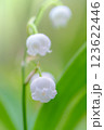 可憐な日本すずらん 123622446