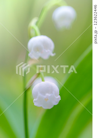 可憐な日本すずらん 123622446