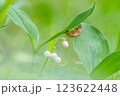 すずらんの葉にとまる蝉の抜け殻 123622448