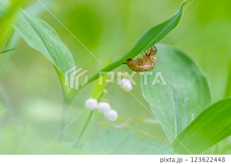 すずらんの葉にとまる蝉の抜け殻 すずらんの葉にとまる蝉の抜け殻 123622448