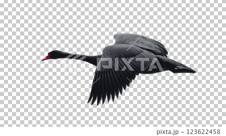 Swan gliding gracefully through the air in a side view, showcasing elegant wings and streamlined body Swan gliding gracefully through the air in a side view, showcasing elegant wings and streamlined body 123622458