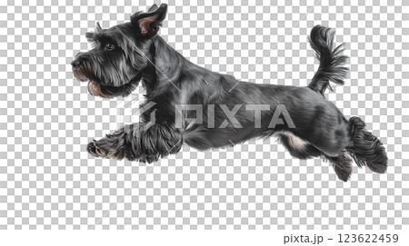 Schnauzer dog joyfully jumping in mid-air against a bright background during outdoor playtime 123622459