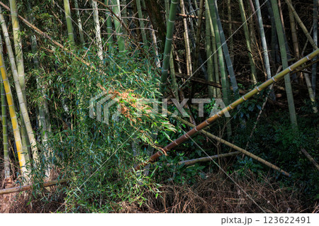 放置竹林 123622491