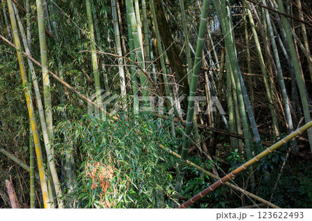 放置竹林 123622493