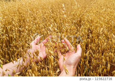 Hands touching golden ripe ears of oats in an oat field. Harvest time. Hands touching golden ripe ears of oats in an oat field. Harvest time. 123622716